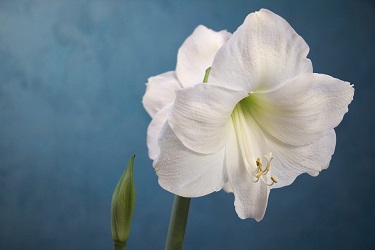 planning a memorial service checklist flower