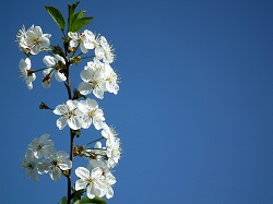 planning a memorial service checklist flower