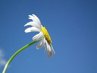 memorial service checklist flower