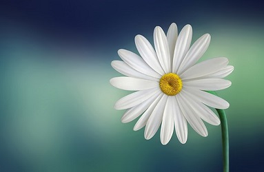 planning a memorial flower